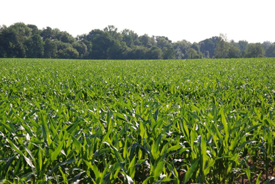For sale: 50+/- Acre Farm - Centerville, IN